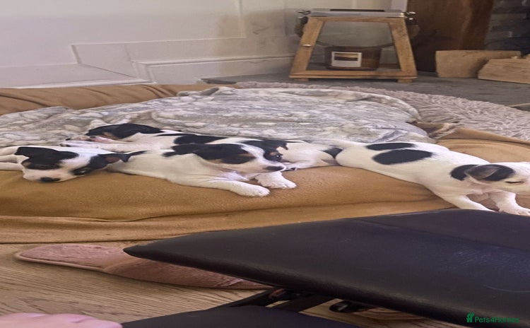 Jack Russell dogs Short legs Jack Russell  - Advert 8