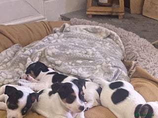 Jack Russell dogs Short legs Jack Russell - Advert 5