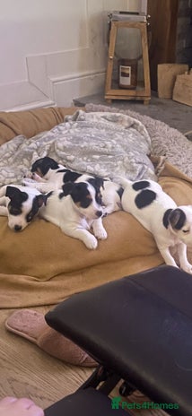 Jack Russell dogs Short legs Jack Russell - Advert 8