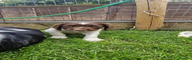 English Springer Spaniel 1
