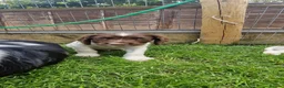 English Springer Spaniel dogs for sale: Working springer spaniels - Advert 15