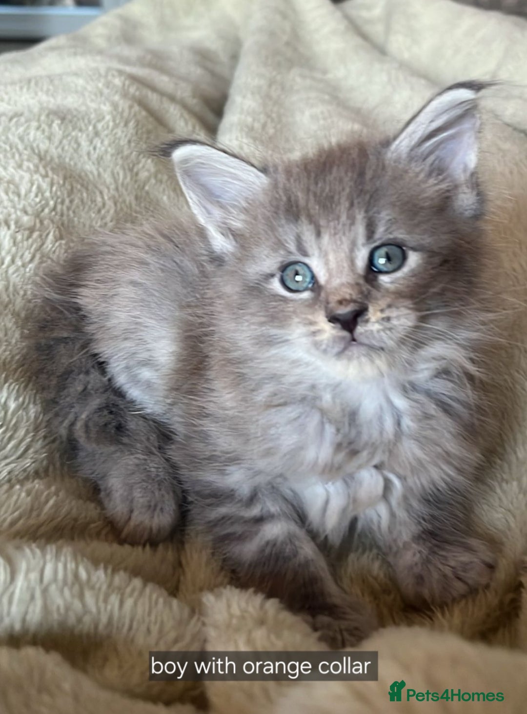 Maine Coon cats for sale: Maine coon pedigree kittens  - Advert 9