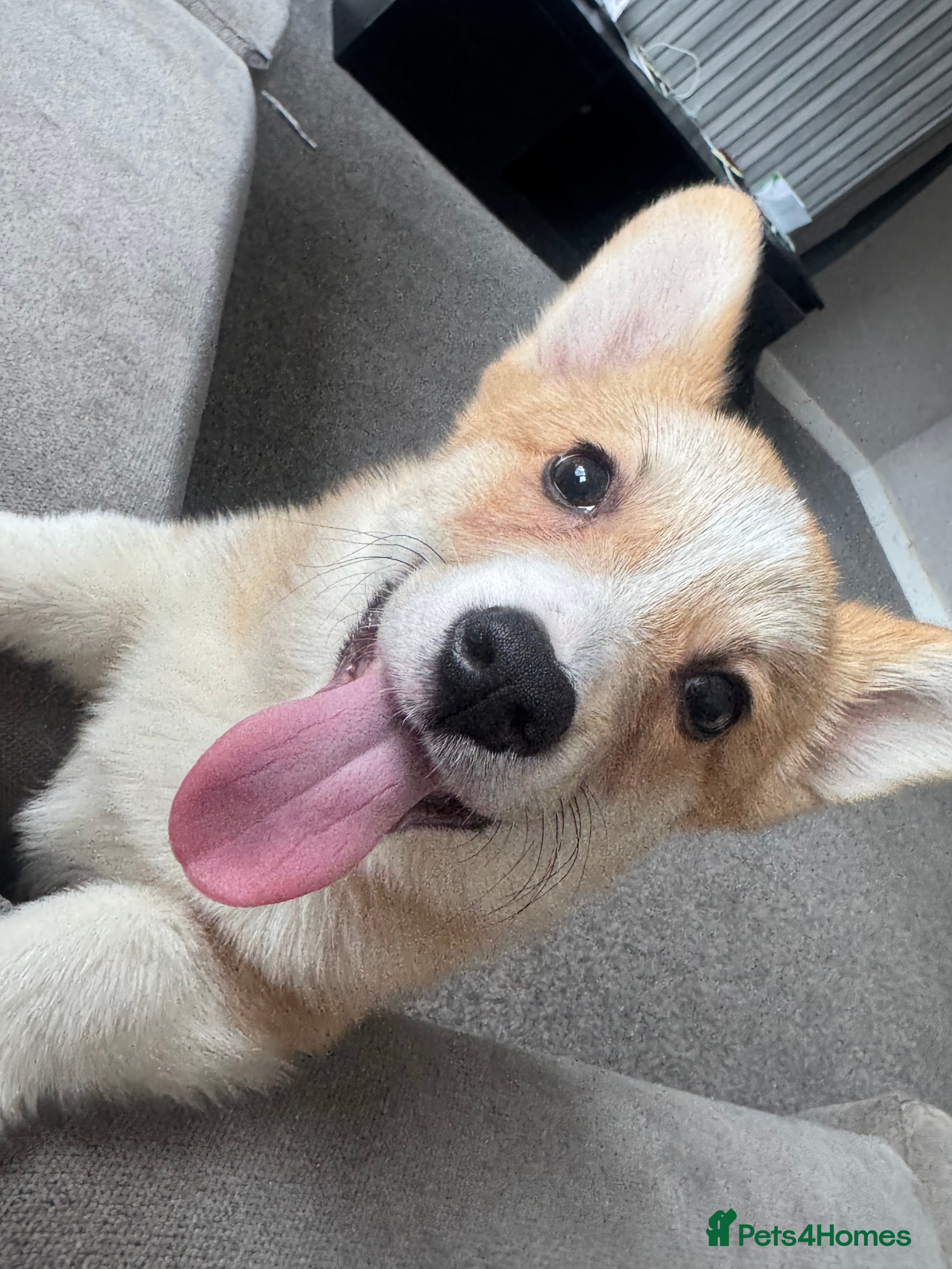 Welsh Corgi Pembroke dogs Last girl Welsh Pembroke corgi READY TO LEAVE - Advert 1