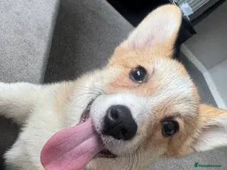 Welsh Corgi Pembroke dogs Last girl Welsh Pembroke corgi READY TO LEAVE - Advert 18