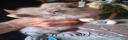 Mixed Breed rabbits for sale: 8 baby bunnies  - Advert 4