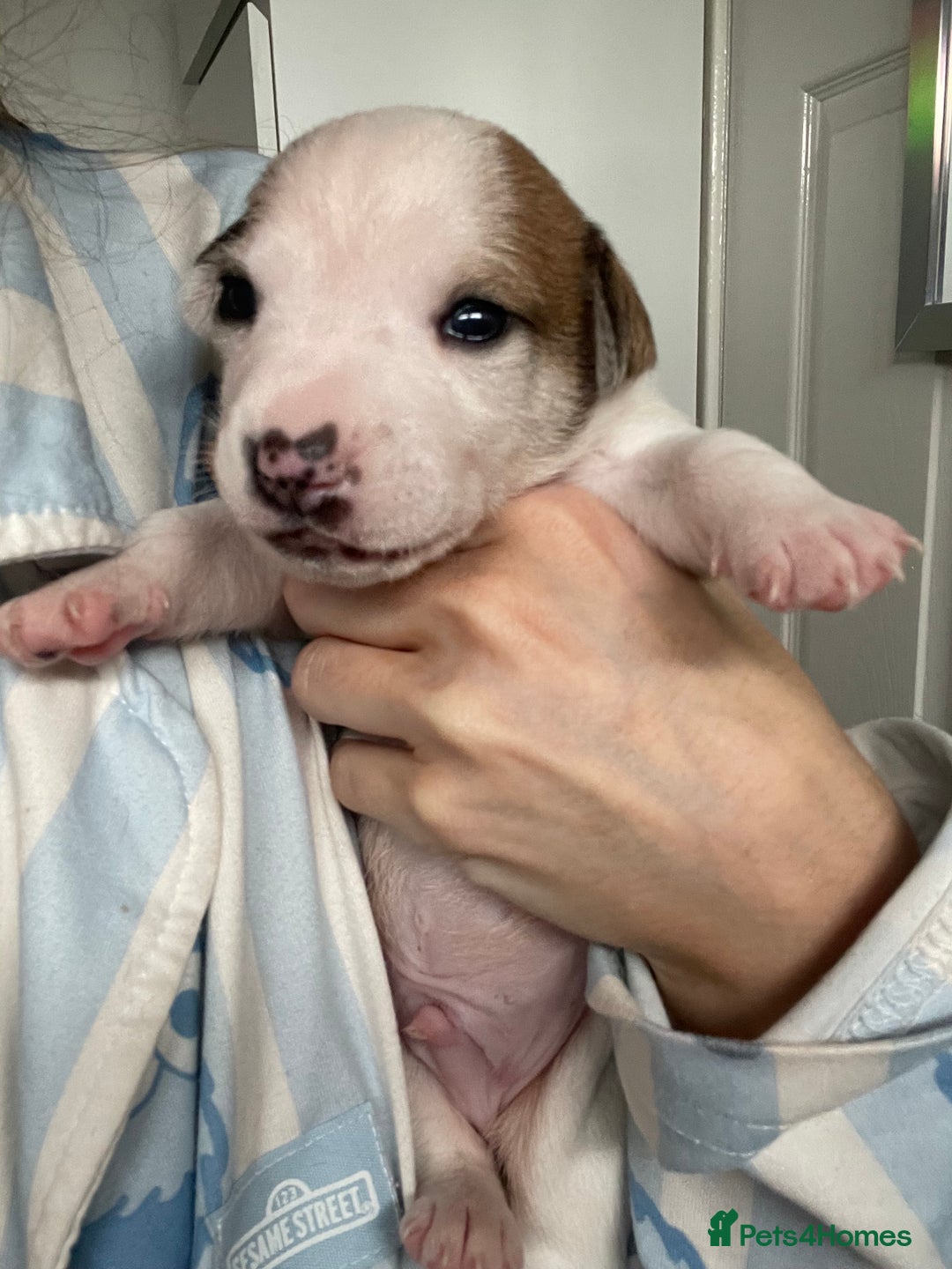 Mixed Breed dogs for sale: Chihuahua x Jack Russell puppies - Image 27