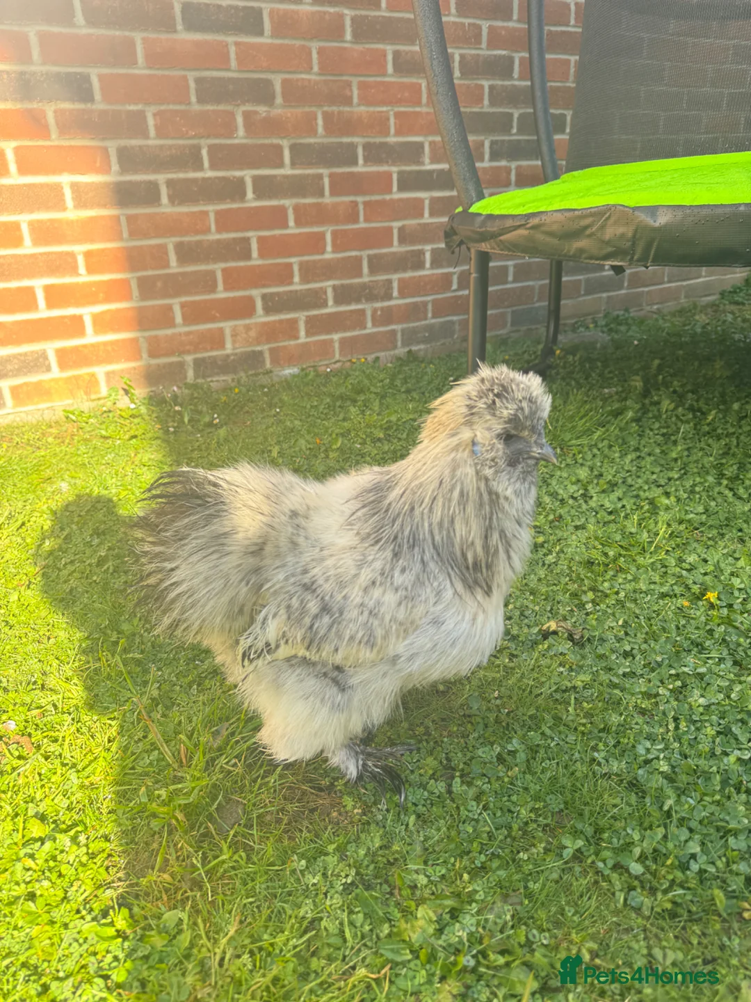 Chickens poultry for sale: Silkie Cockerel in Brentwood - Advert 1