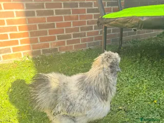 Chickens poultry Silkie Cockerel - Advert 2