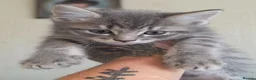 Norwegian Forest Cat cats for sale: Norwegian Forest cat X Bengal!  - Advert 11