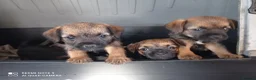 Border Terrier dogs for sale: Pedigree Border Terrier Puppies  in Poole - Advert 6