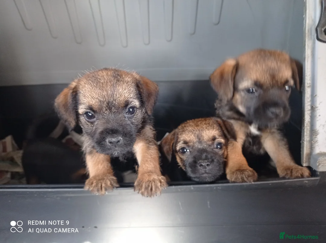 Border Terrier dogs for sale: Pedigree Border Terrier Puppies  in Poole - Advert 6