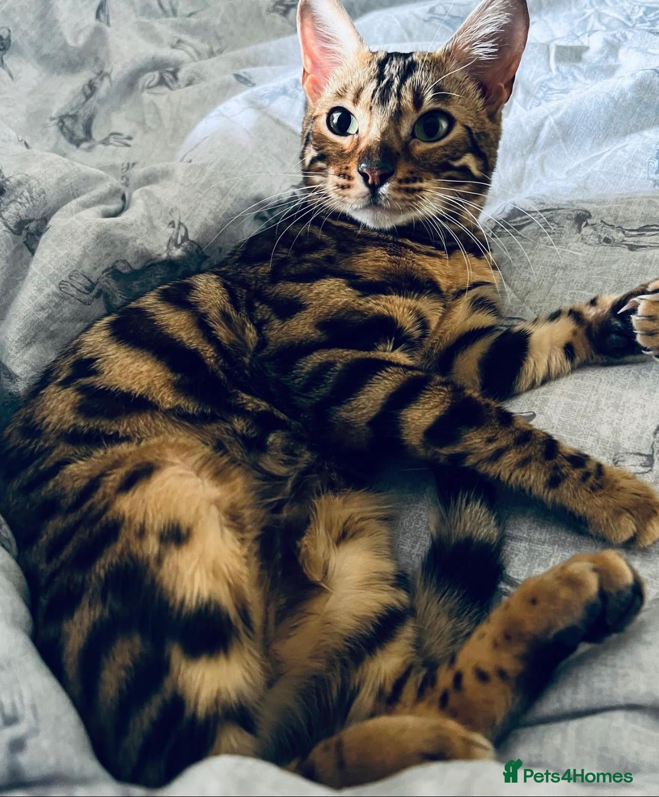 Bengal cats for sale: Beautiful Bengal Female Cat - Advert 2