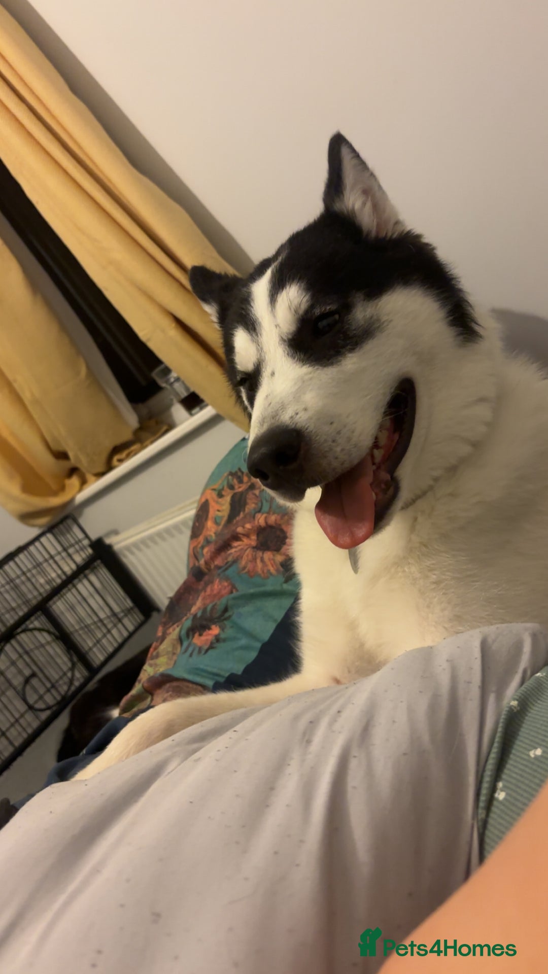 Mixed Breed dogs for sale: Husky cross malamute for sale - Image 3