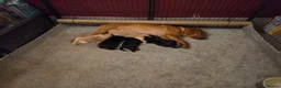 Labrador Retriever dogs for sale: 1 beautiful black labrador boy left - Advert 1