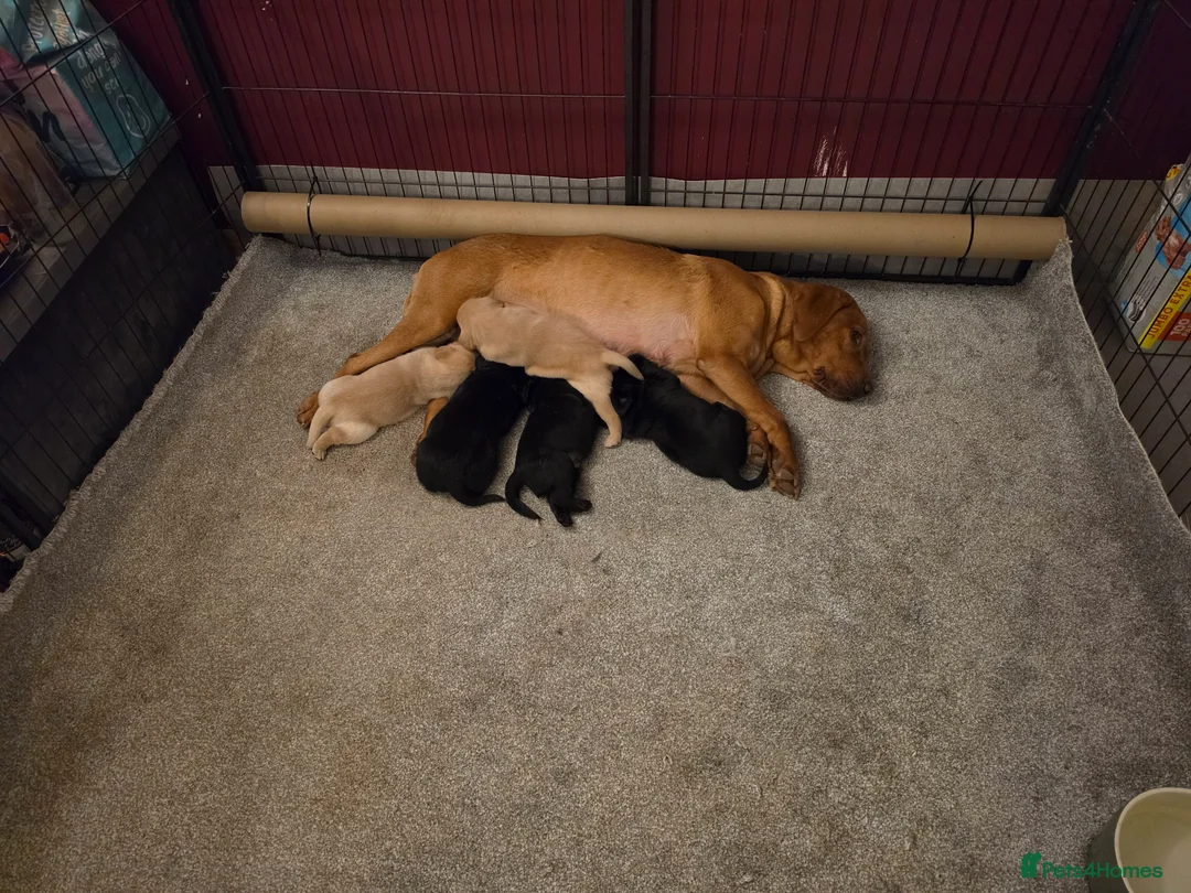 Labrador Retriever dogs for sale: 1 beautiful black labrador boy left - Advert 1