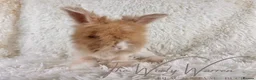 Angora rabbits for sale: FULLY VACCINATED ANGORA BROTHERS  - Advert 17