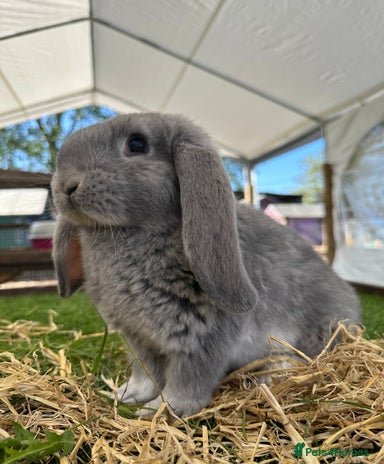 Rabbits for sale | Pets4Homes