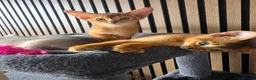 Abyssinian cats for sale: Beautiful Abyssinian Kitten  - Advert 7