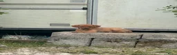 Mixed Breed dogs for sale: Mixed Breed Puppies  - Advert 21