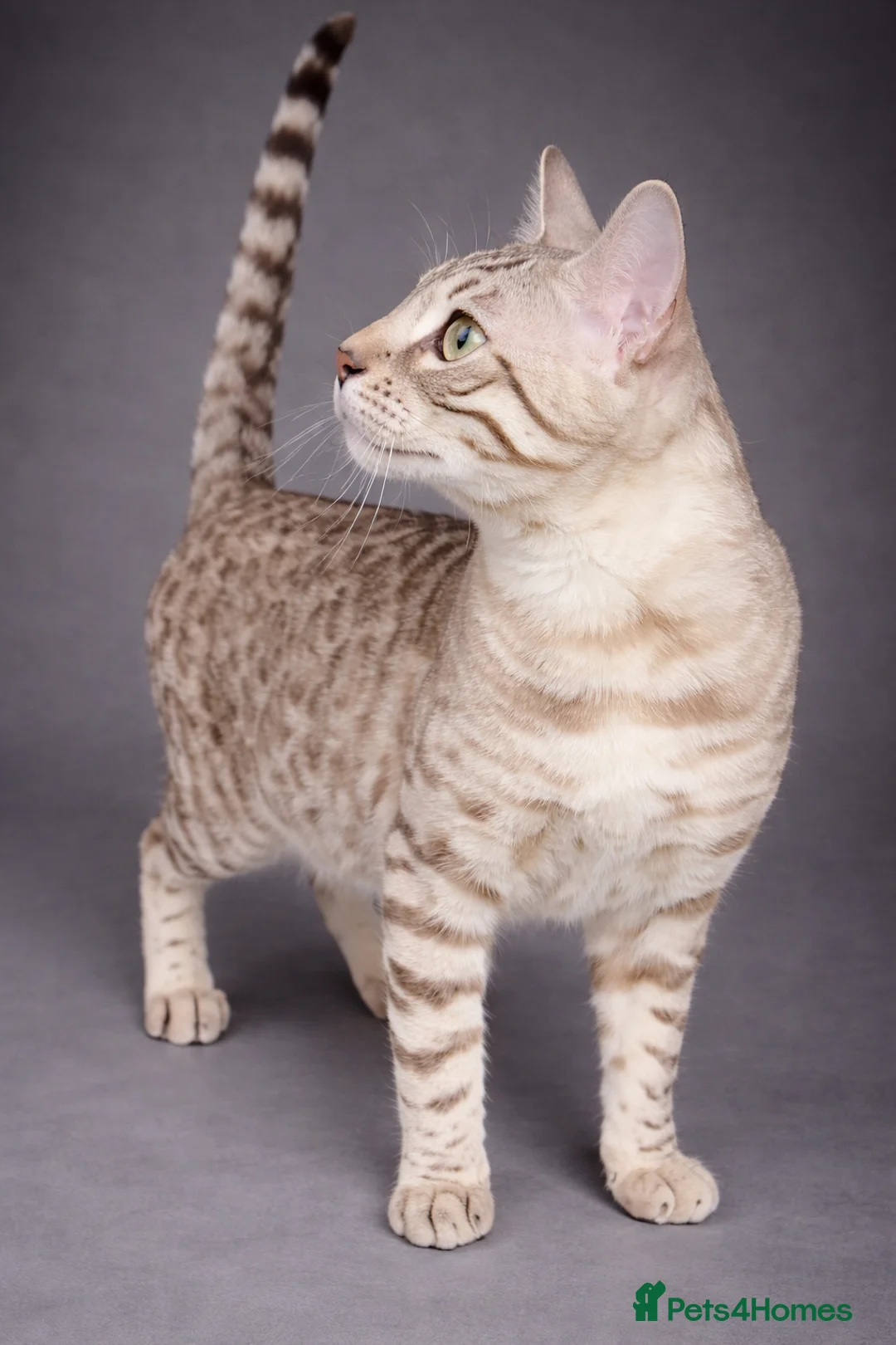 Bengal cats for sale: ⭐SENSATIONAL⭐️Seal Silver Mink Stud TICA REG - Advert 6