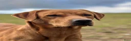 Labrador Retriever dogs for stud: **Fox Red Labrador for Stud** - Advert 2