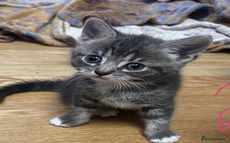 Mixed Breed cats for sale: 6 Of the cutest kittens ever !  - Image 18