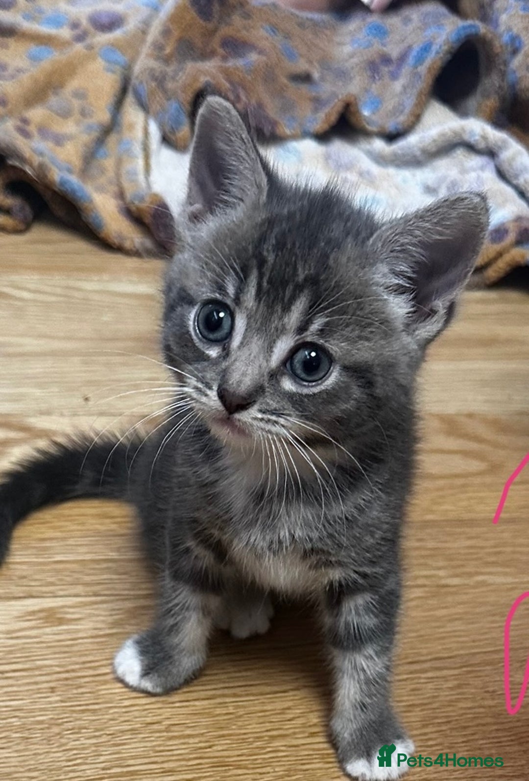 Mixed Breed cats for sale: 6 Of the cutest kittens ever !  - Image 18