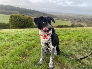 Mixed Breed dogs Bobby from Macedonia - Advert 1