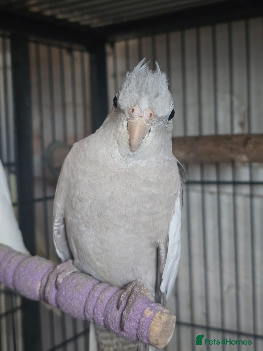 Cockatiels birds for sale: Young avairy Bred cockatiels  - Advert 5