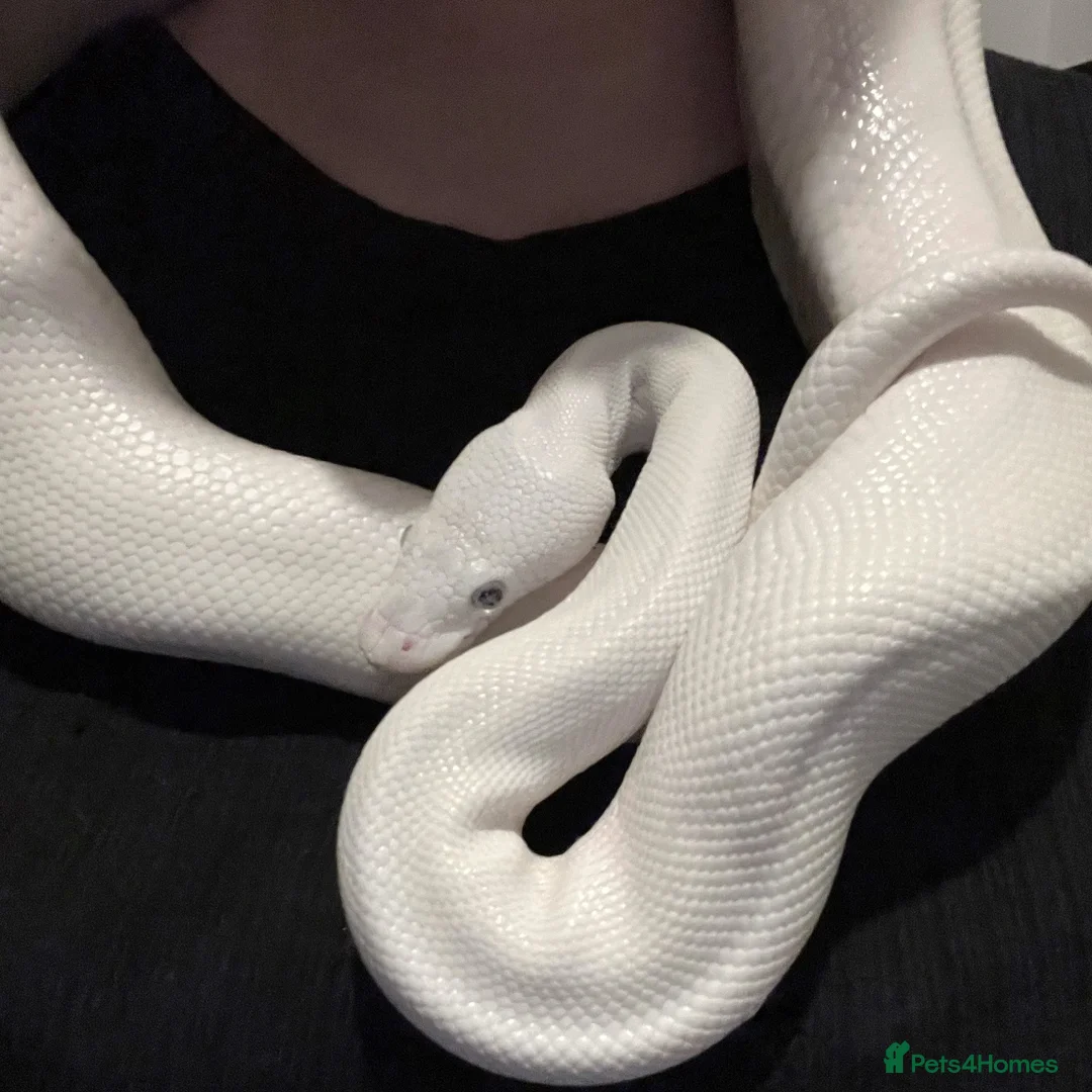 Python Snake reptiles for sale: Blue Eyed Leucitic Royal/Ball Python With Set Up - Advert 5