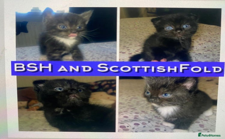 Mixed Breed cats - Advert 16