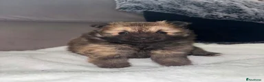 Pomeranian 2