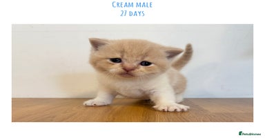 British Shorthair cats - Advert 15
