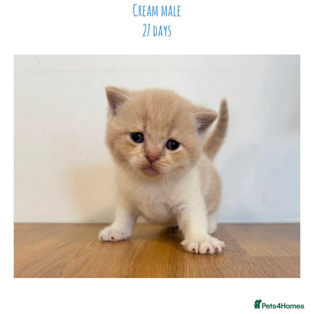 British Shorthair cats for sale: Gccf registered British shorthair kittens - Image 9