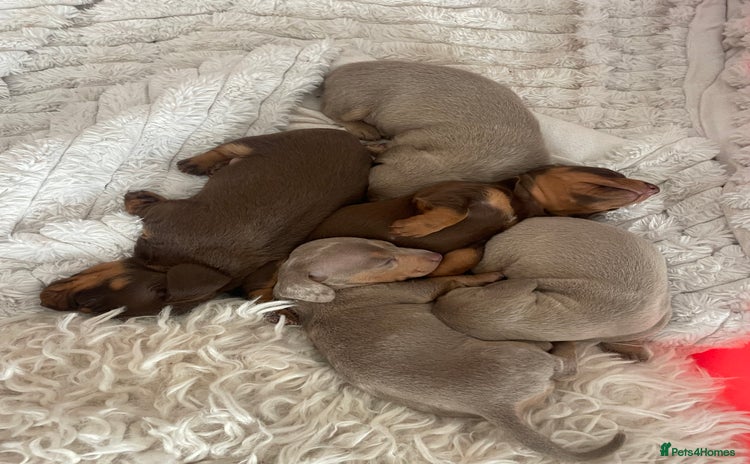 Miniature Dachshund dogs - Advert 5