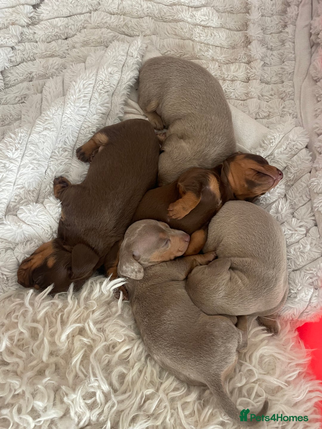 Miniature Dachshund dogs for sale: Tiny rabbit daushunds 5 beautiful babies 🥰🥰 - Image 1