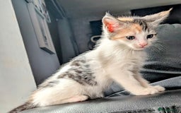 Maine Coon cats for sale: Maine coon  - Image 2
