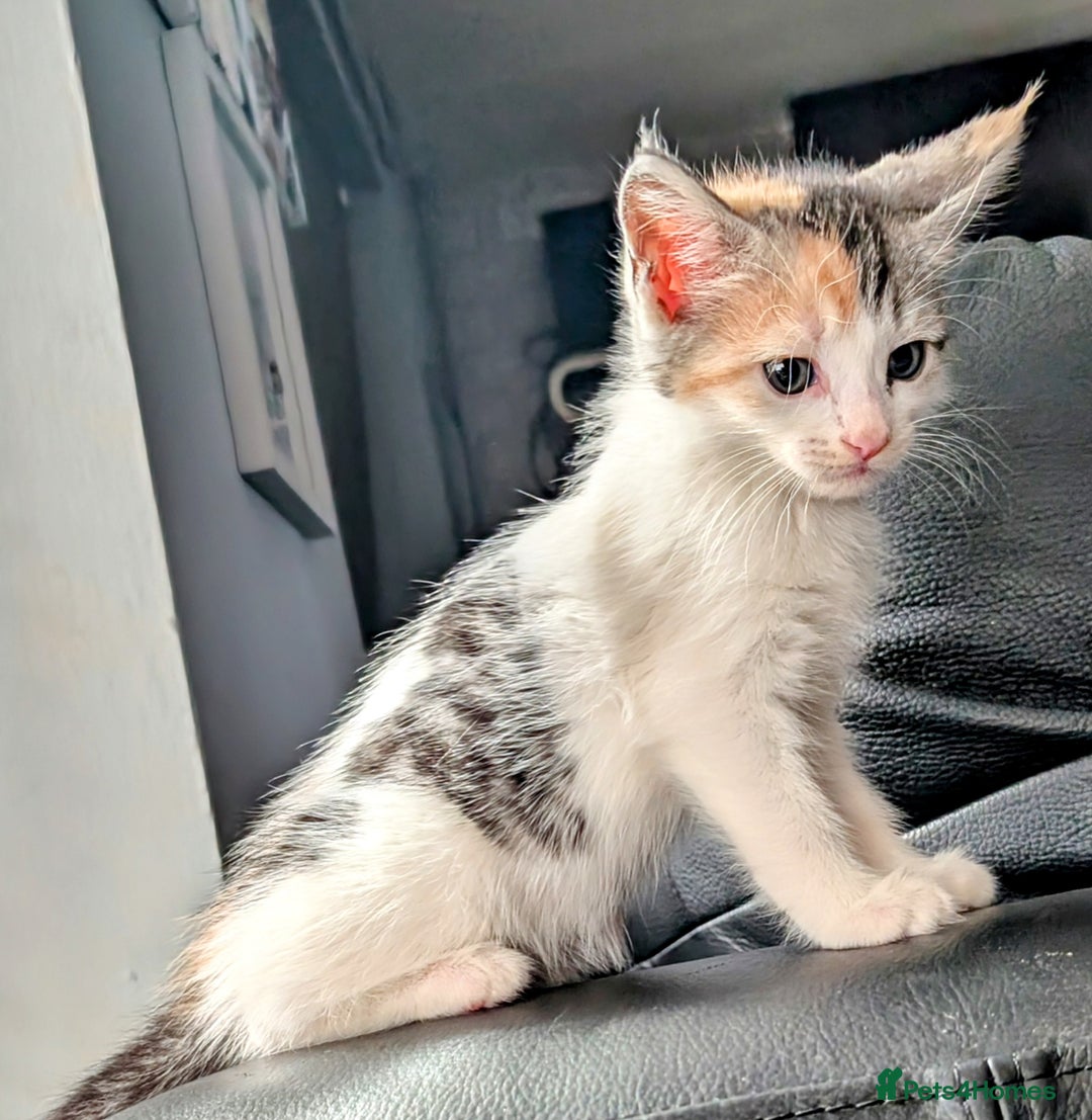Maine Coon cats for sale: Maine coon  - Image 2