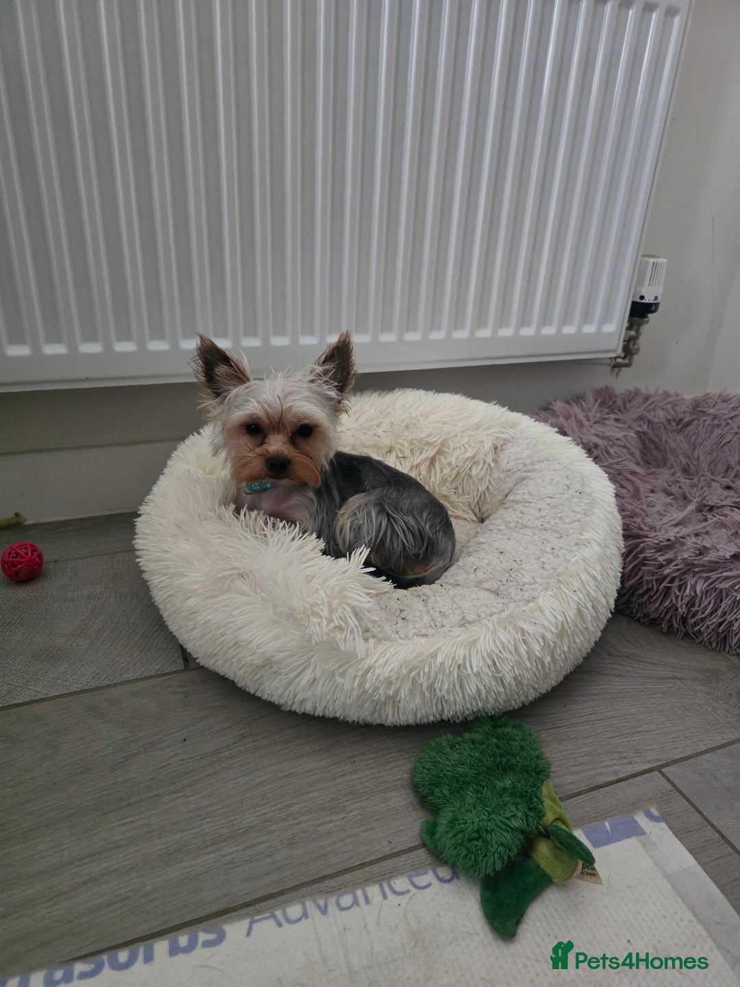 Yorkshire Terrier dogs for stud: Little yorkie boy for stud only  - Advert 2