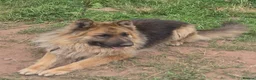 German Shepherd dogs for sale: German shepard puppies for sale in Kidderminster - Advert 4