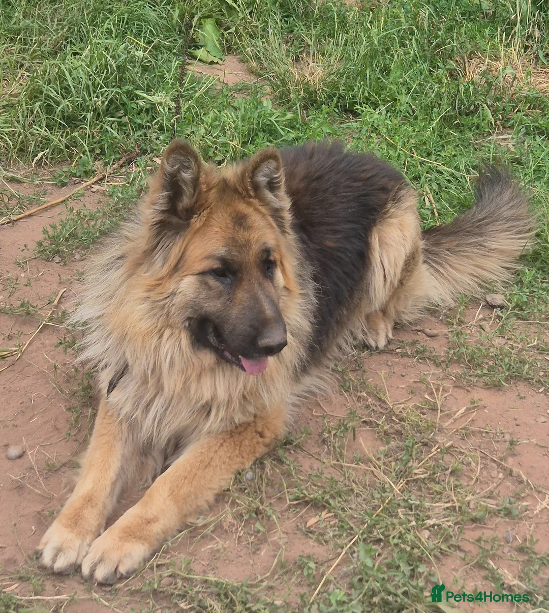 German Shepherd dogs for sale: German shepard puppies for sale in Kidderminster - Advert 4