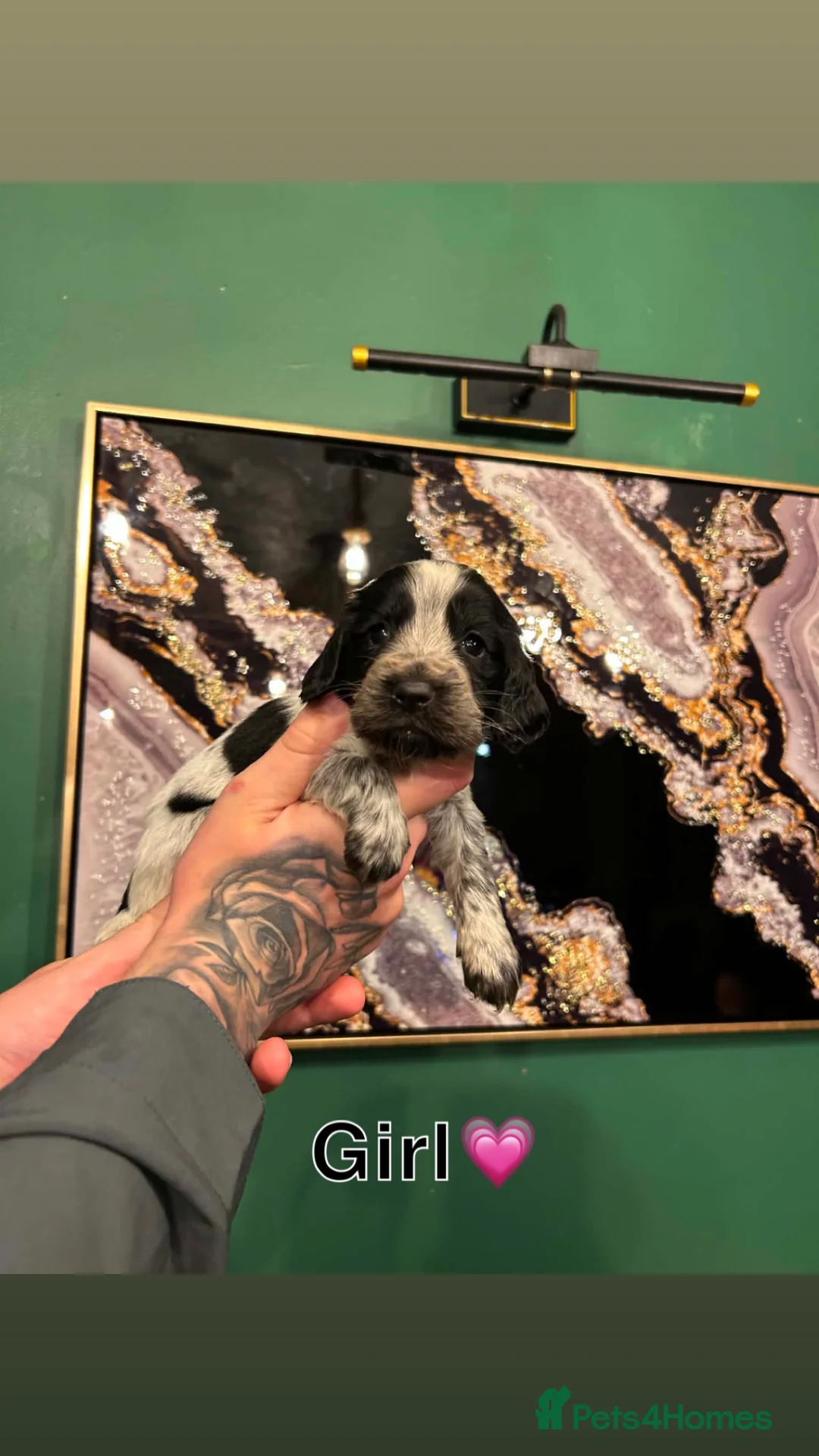 Cocker Spaniel dogs for sale: Cocker spaniel puppy’s  in Walsall - Advert 2