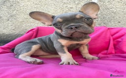 French Bulldog dogs for sale: 🔥READY TODAY Quality KC French Bulldog Puppies✨🔥 - Image 17