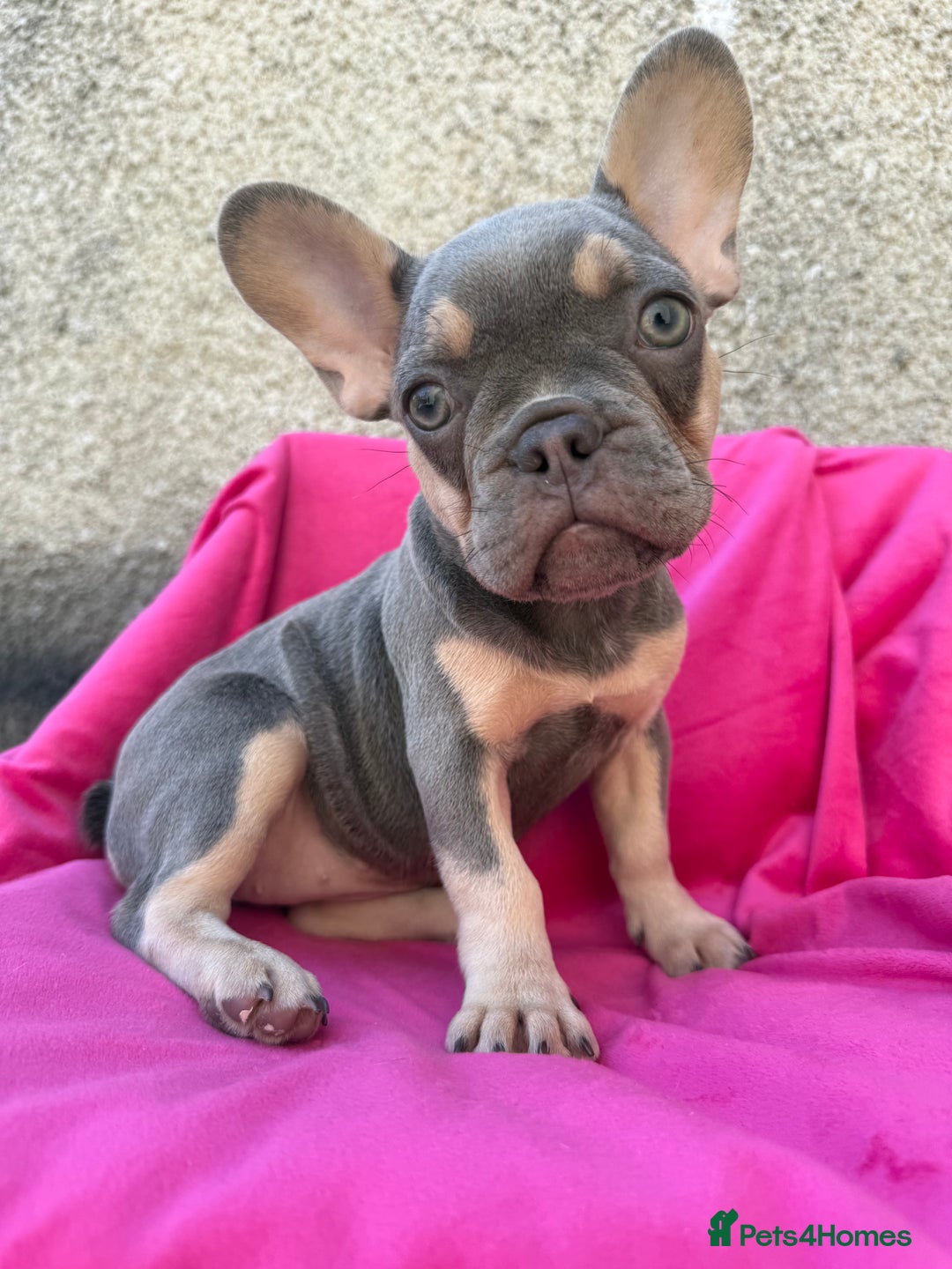 French Bulldog dogs for sale: 🔥READY TODAY Quality KC French Bulldog Puppies✨🔥 - Image 17