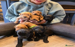 Labradoodle dogs for sale: F1 Labradoodles.  - Image 5