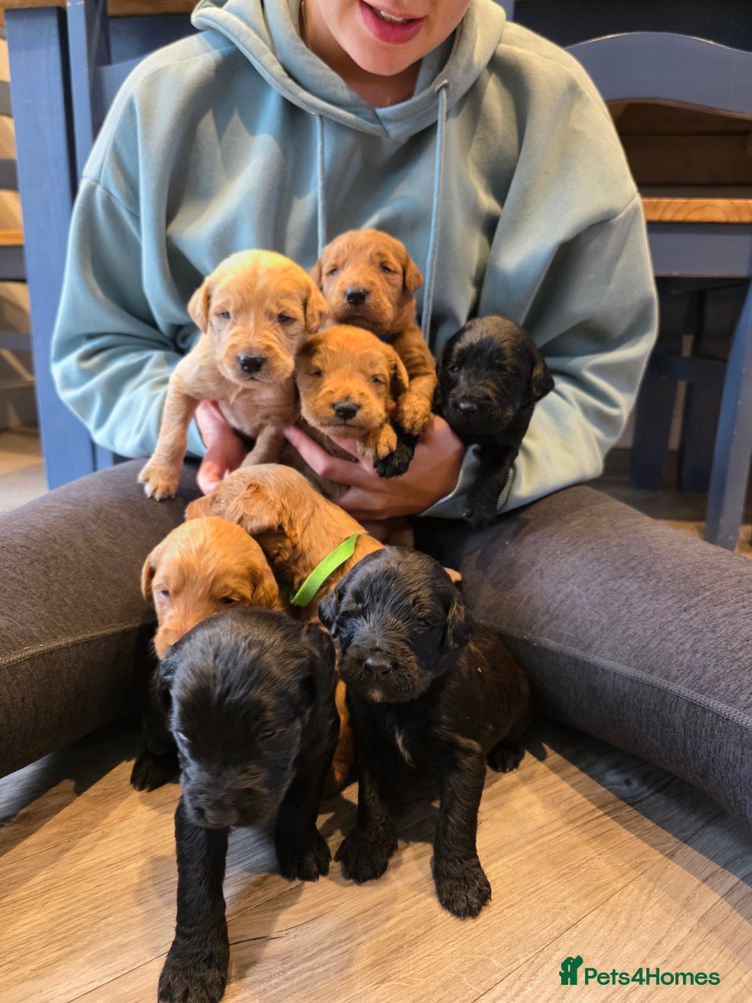Labradoodle dogs for sale: F1 Labradoodles.  - Image 5