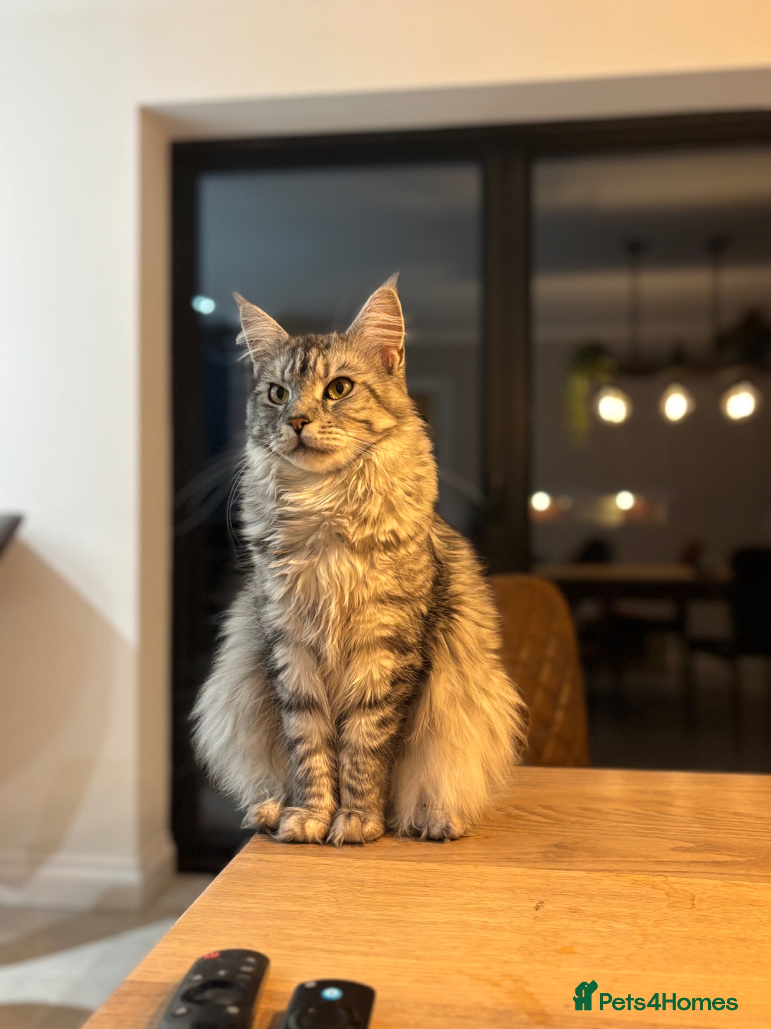 Maine Coon cats for sale: TICA Maine Coon Kittens  - Advert 32