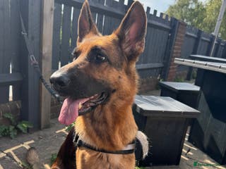 German Shepherd dogs Roxy - Advert 1