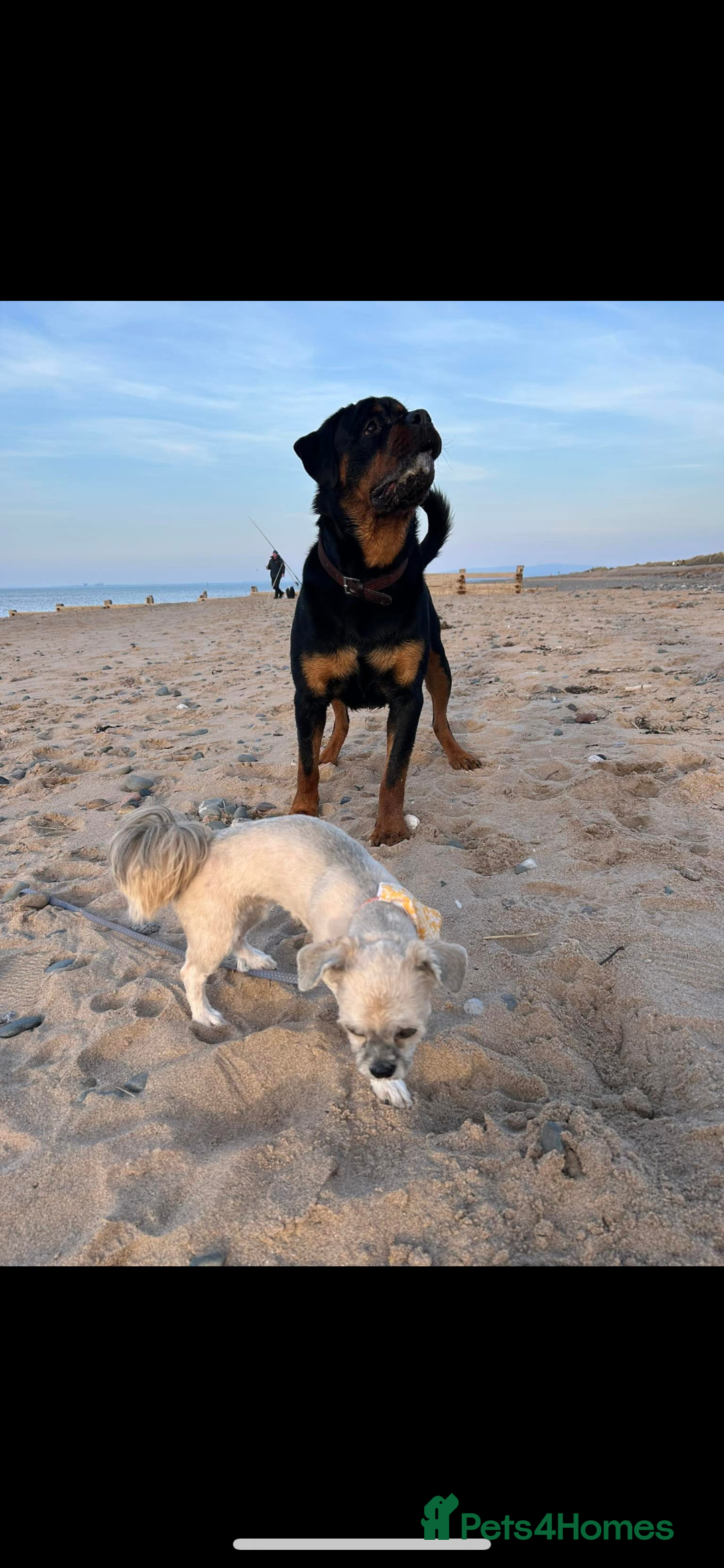 Rottweiler dogs for sale: Kc reg 22 month old Rottweiler male - Image 2