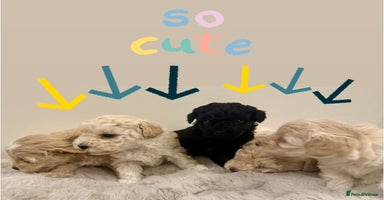 Maltipoo dogs Only 3 left - Adorable F1B Maltipoo Puppies 💜🐾 - Advert 8